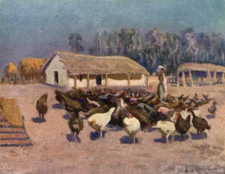 Een zomerse dag op een kippenboerderij